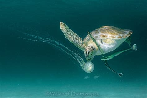 green sea turtle eating  jellyfish navarre beach florida fine art