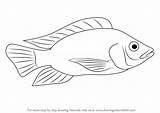 Tilapia Drawing Fish Draw Step Silhouette Pages Coloring Drawingtutorials101 Drawings Learn Choose Board sketch template