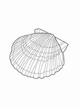 Coloring Seashell Pages Shell Printable Kids Sea Shells Scallop Sheets Color Drawing Colouring Seashells Patterns Book Clipart Bestcoloringpagesforkids Template Beach sketch template