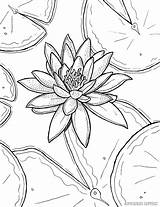Coloring Lily Pages Water Monet Printable Drawing Sheets Lilies Claude Flowers Book Adult Flower Stargazer Templates Color Waterlily Adults Watercolor sketch template