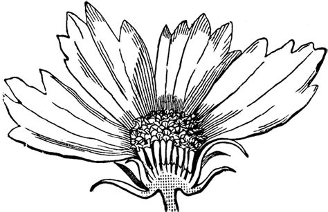 coreopsis clipart 20 free cliparts download images on clipground 2019