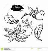 Zucchero Incisa Erbe Annata Sostituto Vettore Stevia sketch template