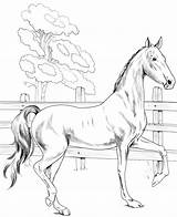 Kuda Mewarnai Saddlebred Americano Silla Bermanfaat Terima Kasih Semoga Berkunjung Kita Kategorien sketch template