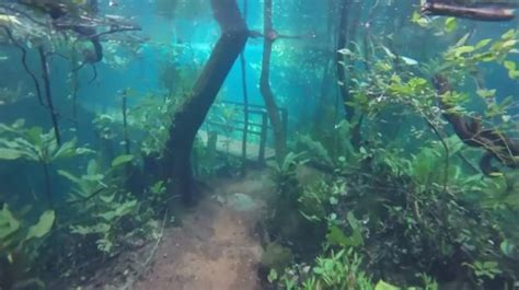 parque do ms tem trilha submersa por um rio de águas cristalinas