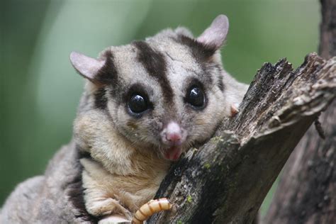 discovery triples greater glider species  australia