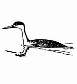 Grebe Clker Ocal sketch template