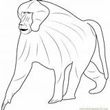Baboon Guinea Cape Coloringpages101 sketch template