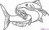 Catfish Channel Clipart Clipground Fish sketch template