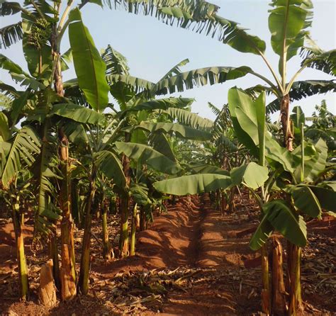 ugandan banana breeders   critical  add genetic engineering   toolbox