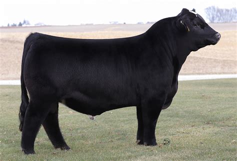ccsjs   select sires beef