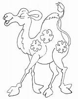 Camel Cub Funny Coloring Pages Color Para sketch template