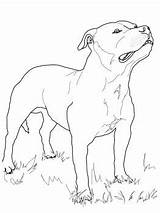 Terrier Bull Staffordshire Coloring Pages Dog Printable Drawing Colouring Boston Print Yorkie Supercoloring Australian Pitbull Russell Jack Staffy Pit Dogs sketch template