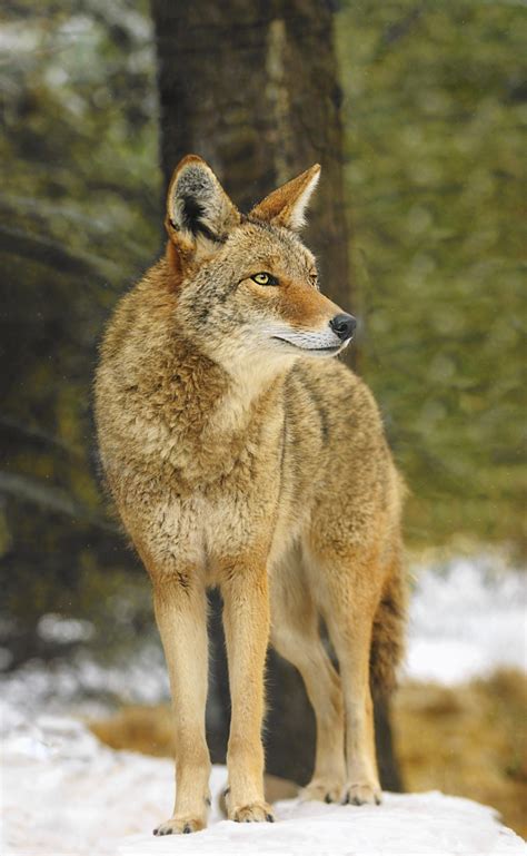 experts offer advice  living  coyotes lake forester