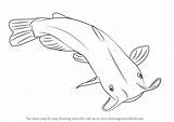 Catfish Drawing Draw Fish Tilapia Step Channel Fishes Diagram Drawings Tutorials Getdrawings Learn Animals Paintingvalley Labelled Drawingtutorials101 sketch template