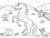 Coloring Pages Desert Mustang Stallion Ponies Color Robin Great Horses sketch template