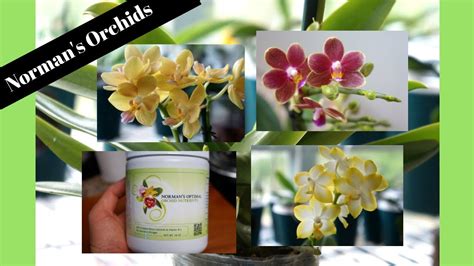 Orchid Fragrant Phals Orchid Haul Norman S Orchids Youtube