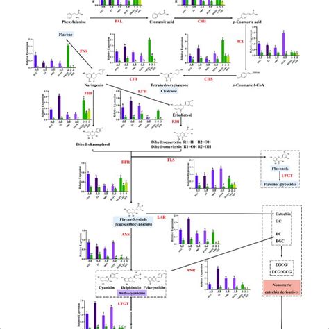 pdf metabolic profiling and gene expression analyses of purple leaf