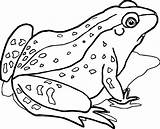 Frog Coloring Pages Realistic Crazy Animal Waiting Getcolorings Color Jumper Printable Wecoloringpage Print Trend sketch template
