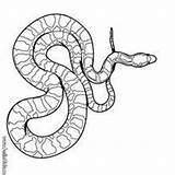 Snake Coloring Pages Boa Cobra Kids Reptile sketch template