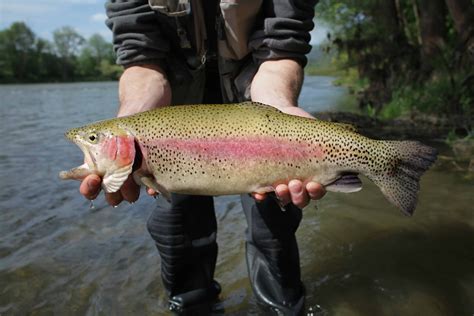 discover  largest rainbow trout  caught  texas   animals