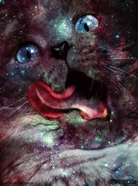 perfect space cat galaxy cat trippy cat