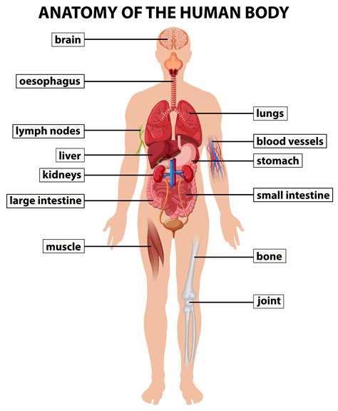 anatomie van menselijk lichaam vector illustratie illustration   xxx hot girl