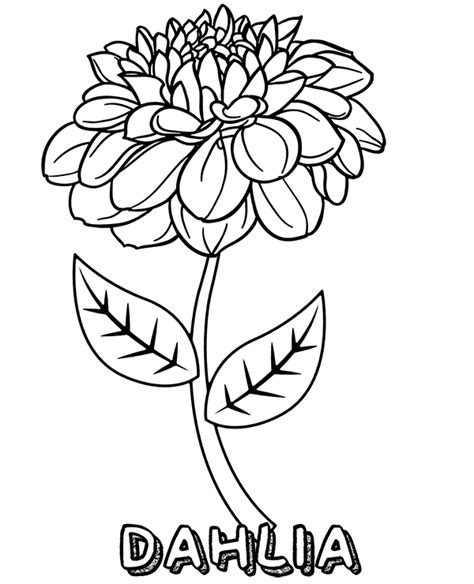 dahlia flower     color