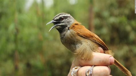 songbirds act     sing   study suggests cnn