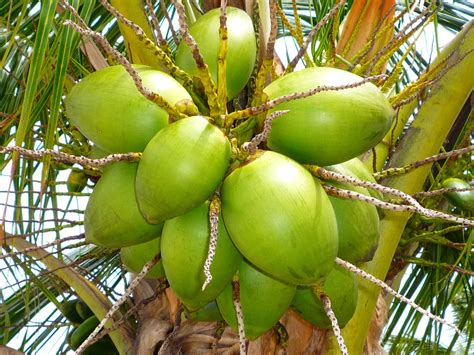 kokosnuss ein hauch von exotik industrieverband agrar