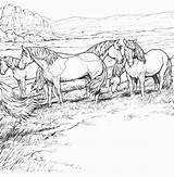 Coloriage Cheval Troupeau Colorare Cavalli 2313 Chevaux Coloriages Disegno Cavallo Prateria Colorier Nella Indiani Selvatici Equitazione sketch template