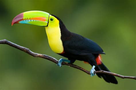 amazon rainforest animals youve   heard  scoopify