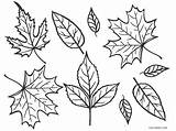 Coloring Pages Leaf Autumn Fall Leaves Printable Kids Cool2bkids Tree Bare Trees Print sketch template
