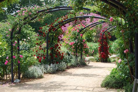 descanso gardens  hosting  rose festival