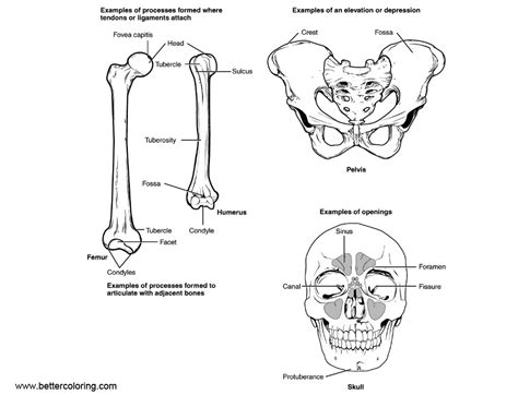 anatomy coloring pages human bone structure  printable coloring pages