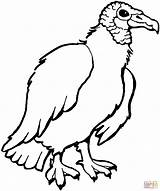 Vulture Zopilote Buitre Avvoltoio Colorare Buitres Americano Disegni Animals Immagini Aves sketch template