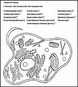 Worksheet Organelles Worksheets Prokaryote Chessmuseum sketch template