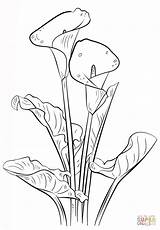 Coloring Calla Lily Pages Drawing sketch template
