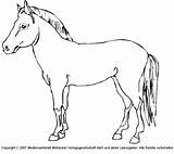Pferd Pferde Ausdrucken Medienwerkstatt Vorlagen Wissen Ausmalen Schablonen Grafik Lws sketch template