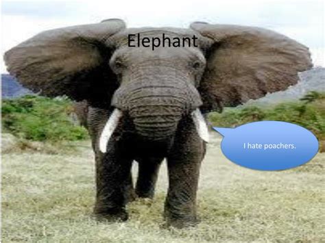elephant powerpoint    id