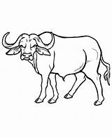 Buffalo Water Cartoon Library Clipart Coloring Kids Pages sketch template