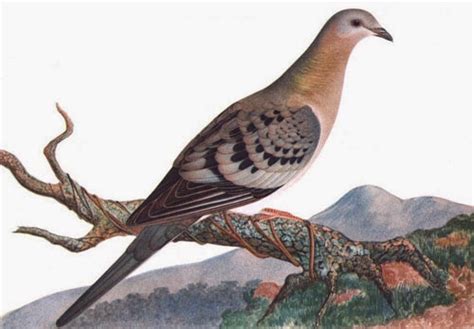 fye honors integrated science  extinction   passenger pigeons