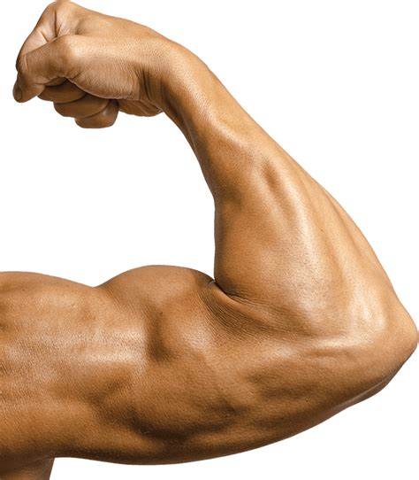 muscle arms png   muscle arms png png images