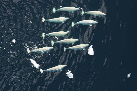 beluga whales dive deeper longer  find food  arctic