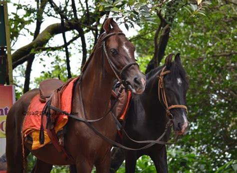 popular horse breeds   india