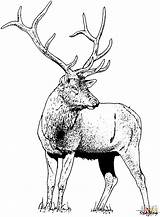 Coloring Elk Pages Deer Gorgeous Printable Drawing sketch template