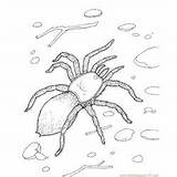 Spider Coloring Pages Arachnids sketch template