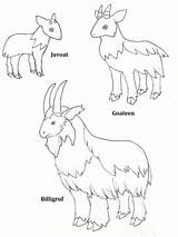 Billy Goats Gruff Three Coloring Activities Goat Pages Troll Printable Colour Clipart Little Activity Clip Pdf Activityshelter Library Popular Print sketch template