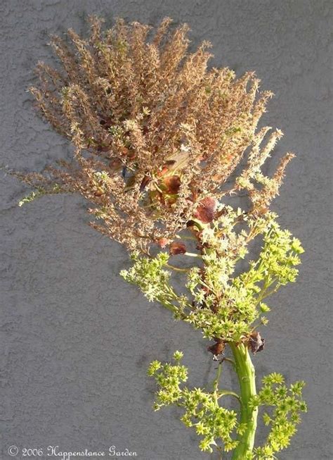 Plantfiles Pictures Aeonium Cyclops Aeonium By Palmbob