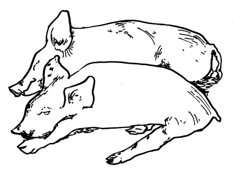 pig   pigs coloring pages coloring home