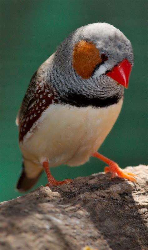 zebra finch facts diet breeding mutations pet care pictures